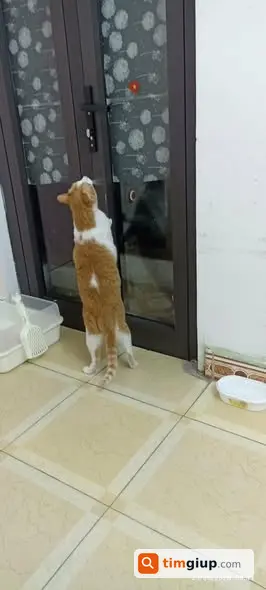 Tìm Mèo Cam Trắng Tên Khắm Thất Lạc Tại Cầu Giấy, Hà Nội