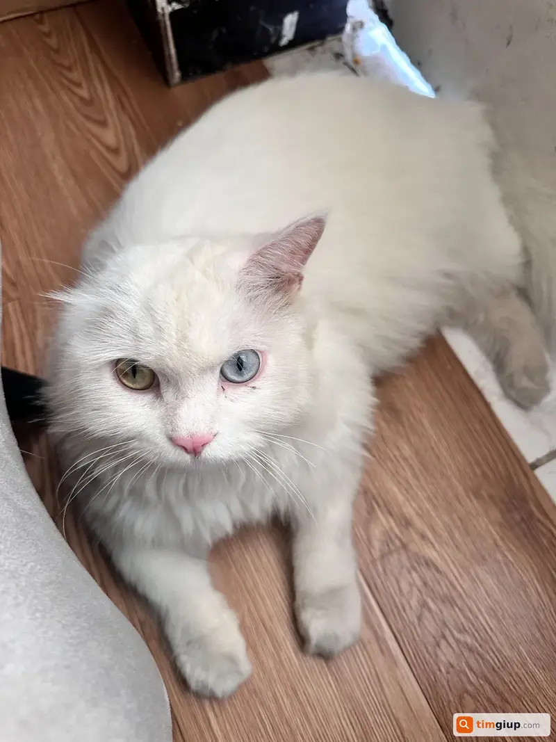 Tìm bé mèo Anh lông dài tên Na thất lạc tại Bình Thạnh, TP.HCM