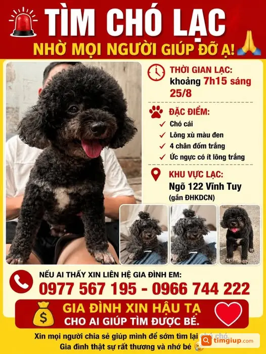 Chó Cái Lông Đen Xù Thất Lạc Tại Ngõ 122 Vĩnh Tuy