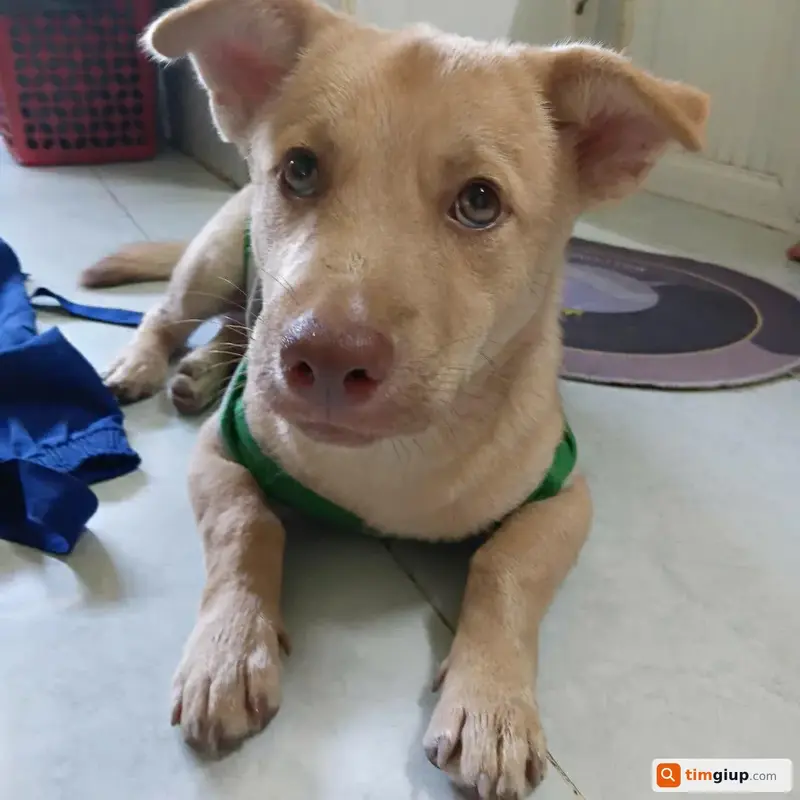 Tìm chó cỏ tên Vàng thất lạc tại Củ Chi, Hồ Chí Minh