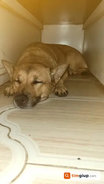 Tìm chó vàng lạc tại Bùi Hữu Nghĩa, Bình Tân