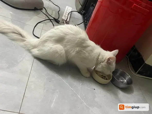 Nhặt được mèo Anh lông dài tại Đại Mỗ, Nam Từ Liêm