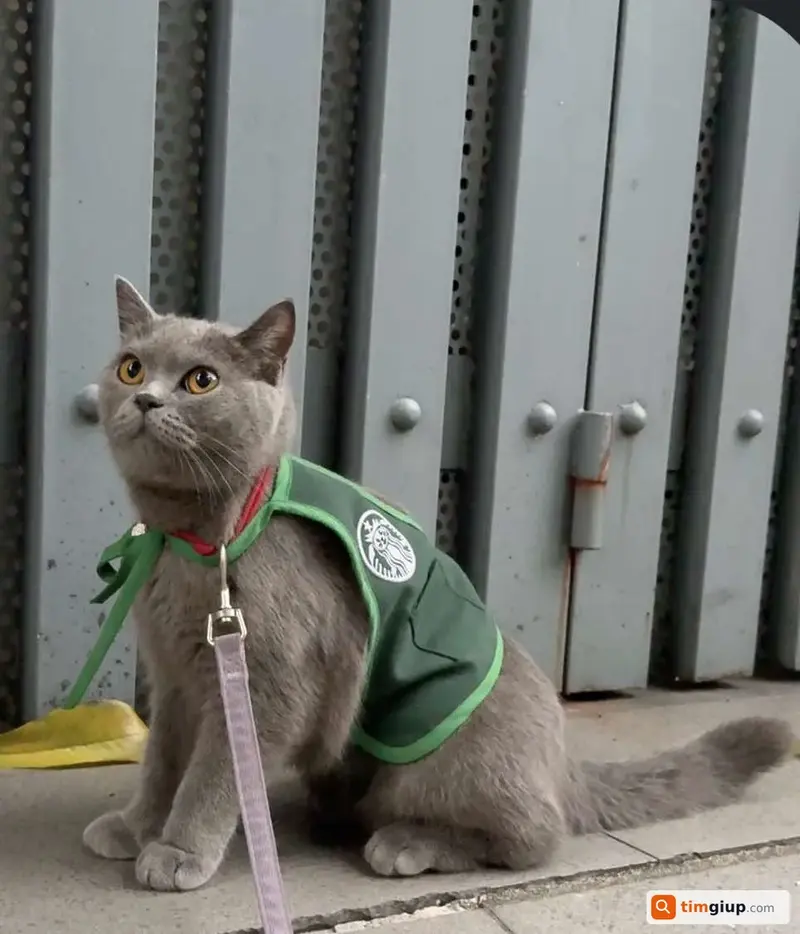 Tìm mèo Anh lông ngắn tên Macan lạc tại Bình Tân, TP.HCM