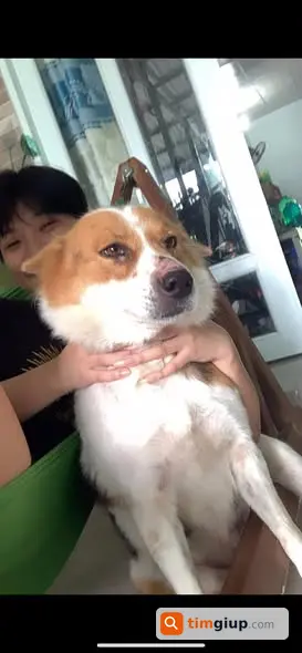 Tìm chó lạc có xích từ Đồng Tháp đến Long An khu vực