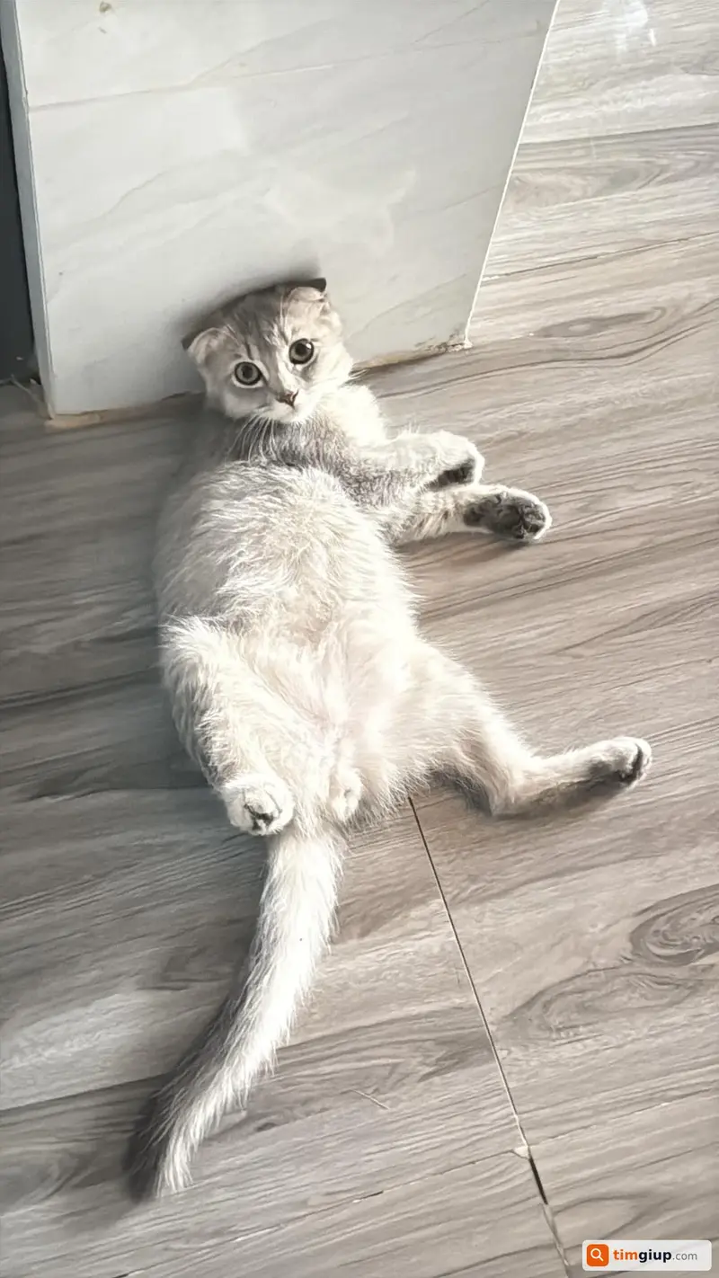 Tìm mèo Anh lông dài tên Loki lạc tại Trảng Dài, Đồng Nai