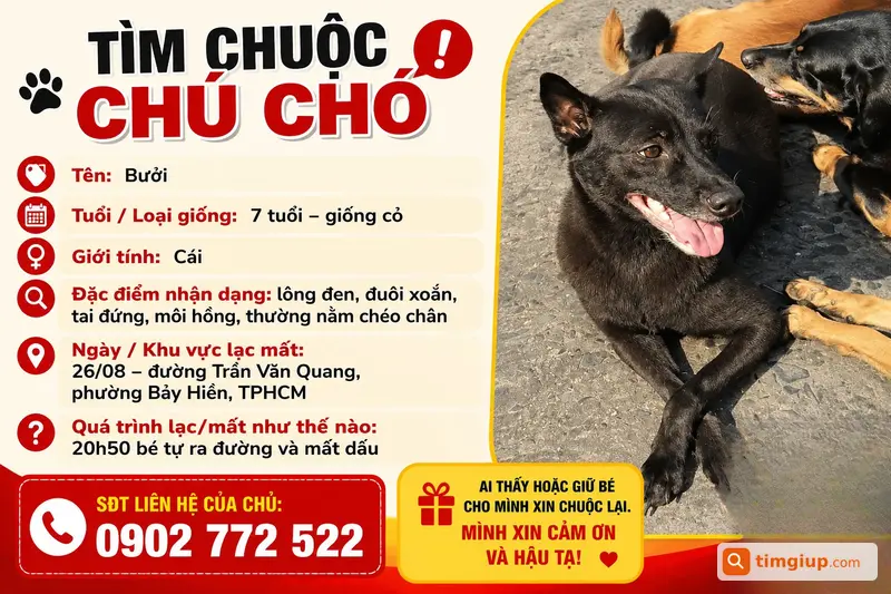 Chó Bưởi Lông Đen Thất Lạc Tại Đường Trần Văn Quang