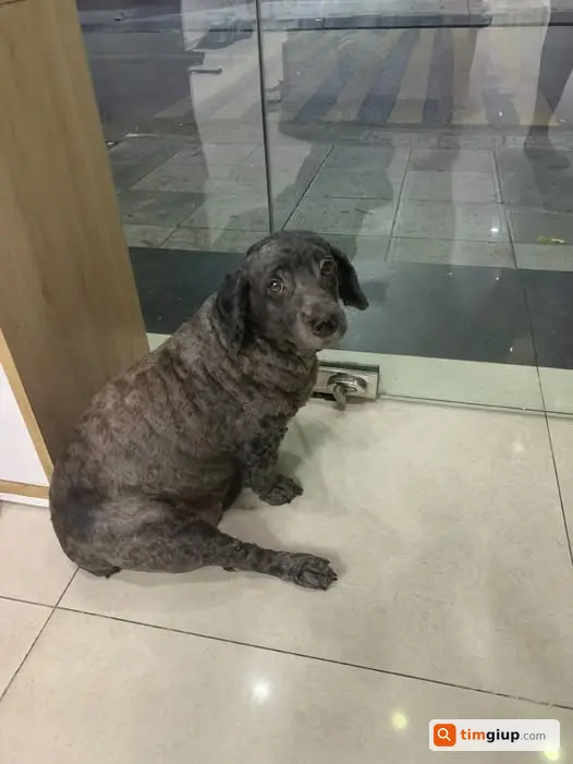 Tìm Chó Poodle Cái Màu Đen Thất Lạc Tại Hà Đông, Hà Nội