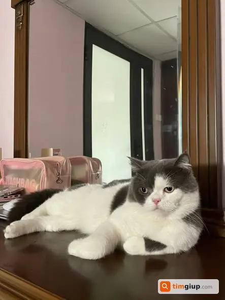 Tìm Mèo Anh Lông Ngắn Xám Trắng Thất Lạc Tại Phùng Hưng, Hà Đông