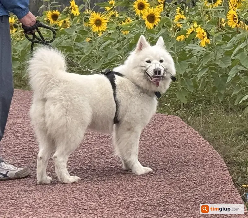 Tìm chó Samoyed tên Kem lạc đường Phạm Tu, Hà Nội