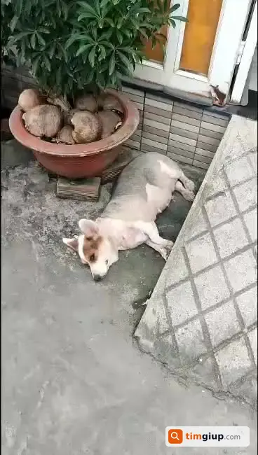 Tìm chó Corgi tên Baby lạc tại Thạnh Lộc 15, An Phú Đông
