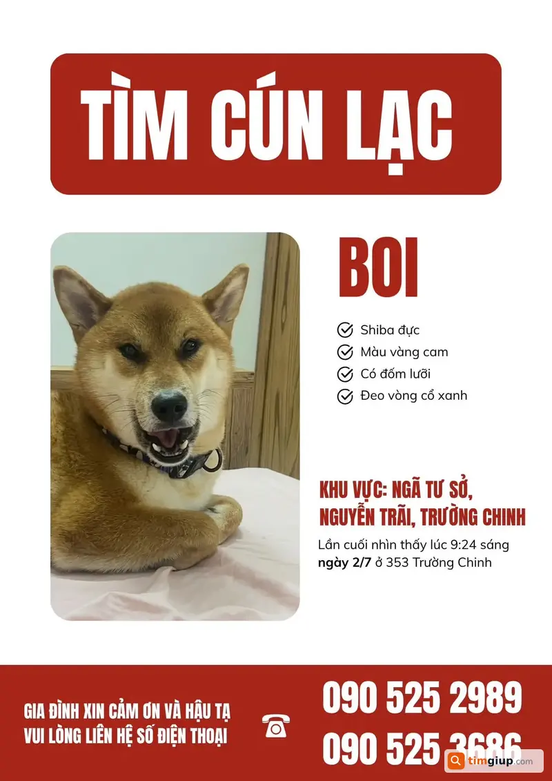 Tìm Chó Shiba Tên Boi Tại Ngã Tư Sở