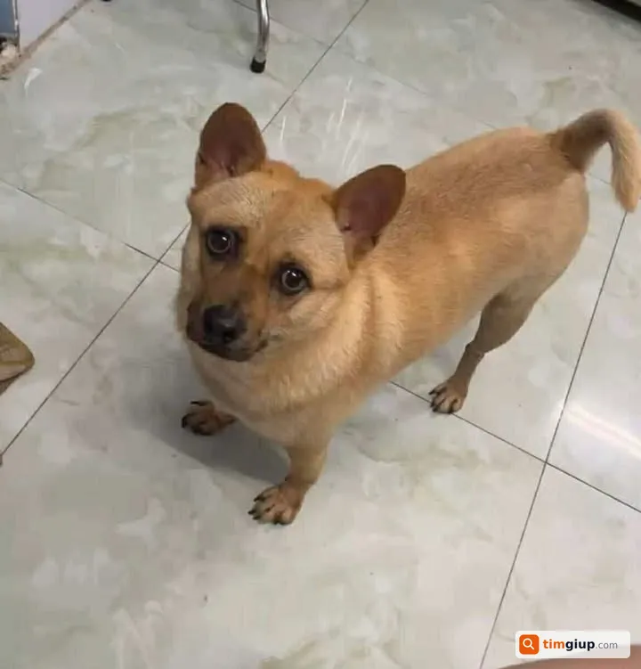 Tìm chó cỏ tên Xì Tin thất lạc tại Quận 6, TP.HCM