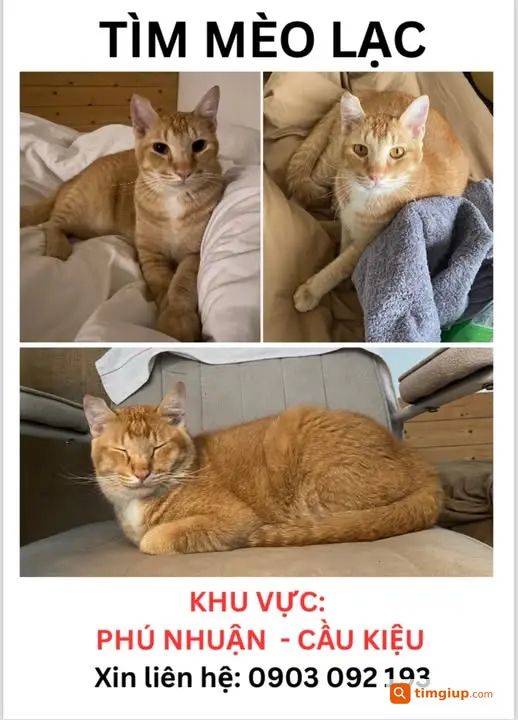 Tìm Mèo Cún Thất Lạc Tại Trường Sa, Phú Nhuận, Tp.hcm