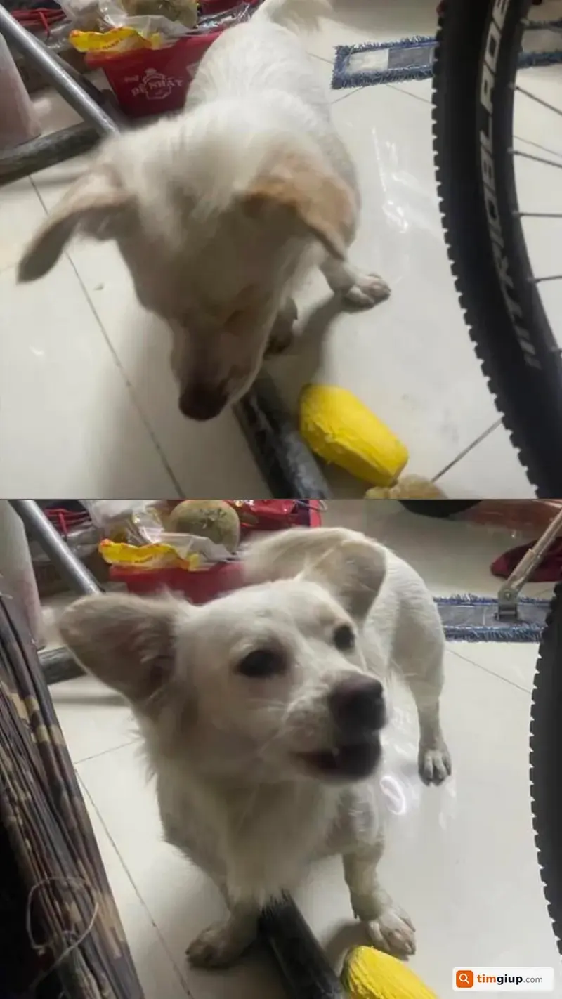 Tìm bé chó tên MEO bị lạc tại Quận 7, TP.HCM