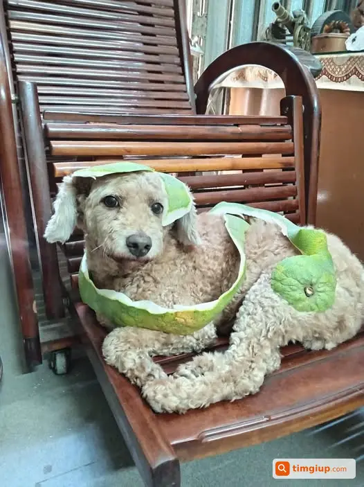 Tìm Chó Poodle Nâu Thất Lạc Tại Phúc Diễn, Bắc Từ Liêm