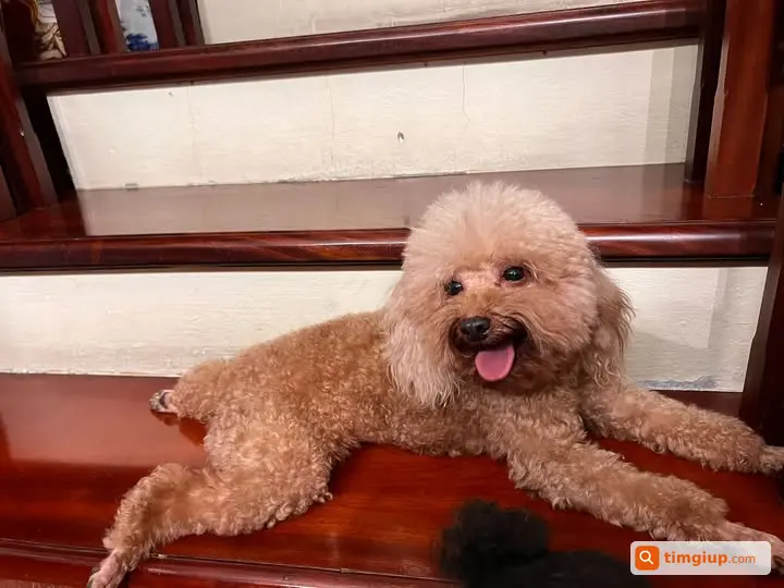 Poodle Nâu Nhạt 2,8kg Lạc Tại Hàng Cót - Vườn Hoa Hàng Đậu