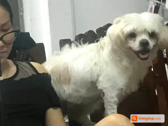 Tìm Chó Bin Thất Lạc Tại Đoàn Văn Bơ, Phường Xóm Chiếu
