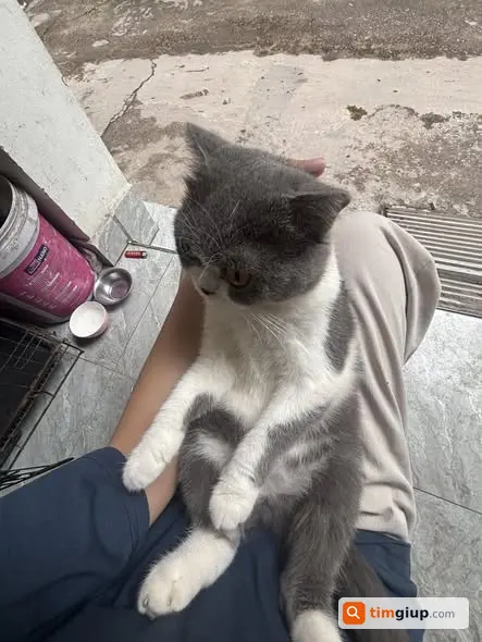 Tìm mèo tai cụp có đốm đen ở mũi lạc tại Tam Trinh