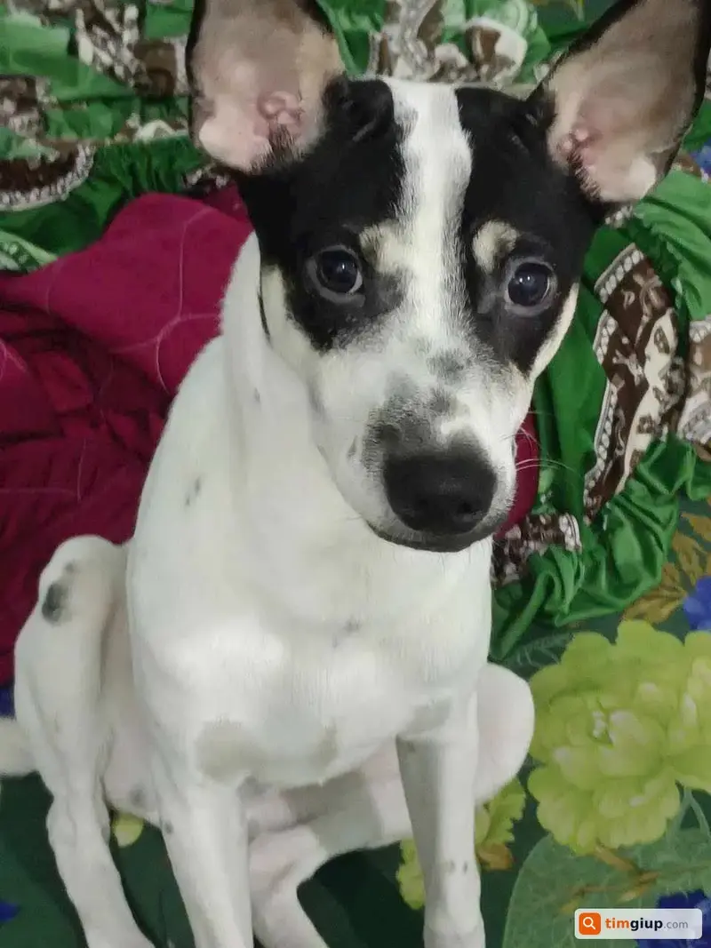 Tìm chó lạc tên Vàng tại TP. Tây Ninh