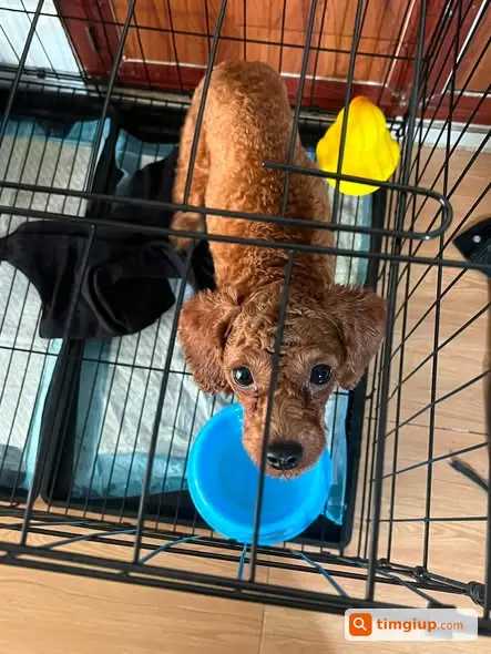 Tìm Chó Poodle Nâu Tên Bô Bô Thất Lạc Tại Tân Phú