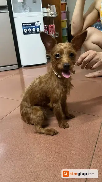 Nhặt được chó nâu đeo xích tại Gia Thụy cũ, Bồ Đề