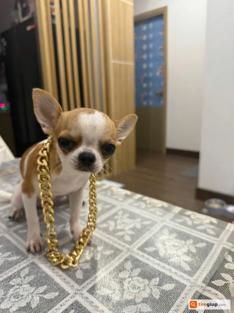 Tìm chó Chihuahua tên Cam lạc tại Hoàng Mai, Hà Nội