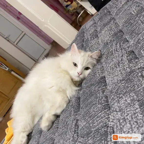 Ảnh 4