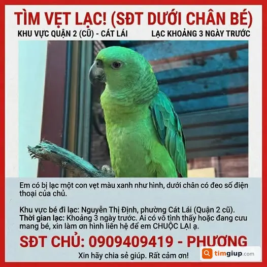 Tìm vẹt xanh lạc tại Nguyễn Thị Định, Cát Lái, TP.HCM