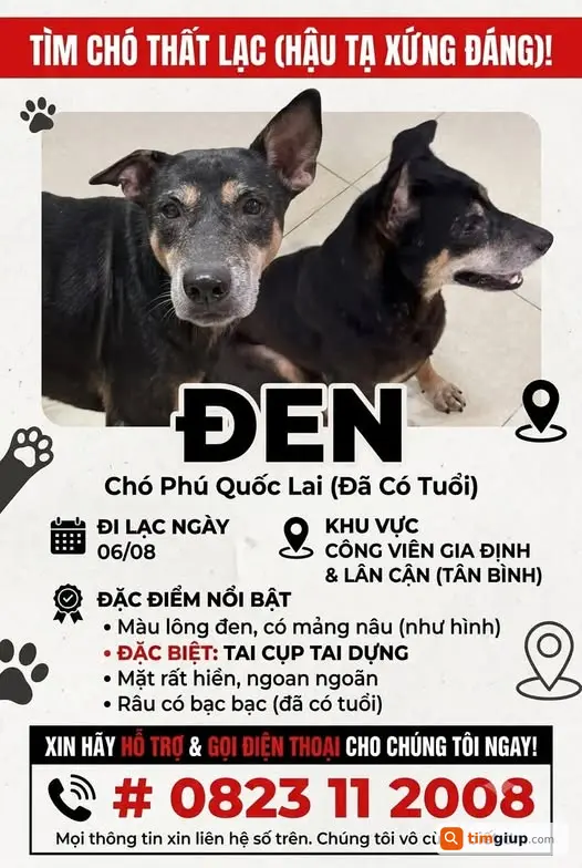 Tìm Chó Thất Lạc Tên Đen, Tai Cụp Tai Dựng