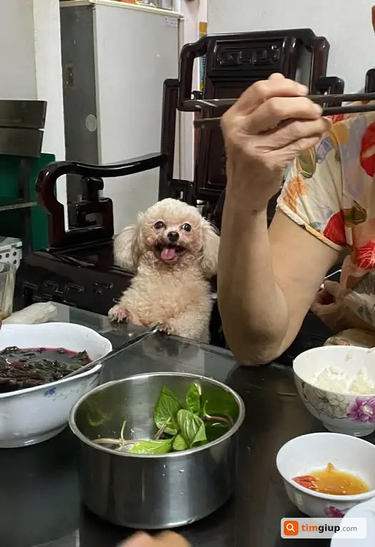 Tìm Chó Poodle Trắng Tên Chíp Chíp Thất Lạc Ngày 20-7