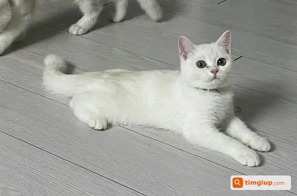 Mèo Trắng 5 Tháng Thất Lạc Tại Trần Văn Đang, Quận 3