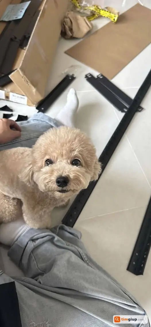 Tìm Chó Poodle Thất Lạc Tại Keangnam Khu Vực Hầm Xe