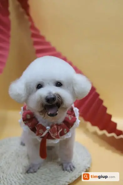 Tìm Chó Thất Lạc Poodle Chân Ngắn Khu Công Viên Lenin, Văn Miếu