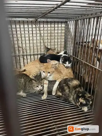 Thông báo cộng đồng cứu 4 mèo bầu tại khu vực Lạc Long Quân