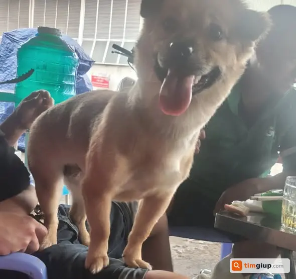 Tìm chó cái 8kg lạc tại An Phú Tây, TP.HCM