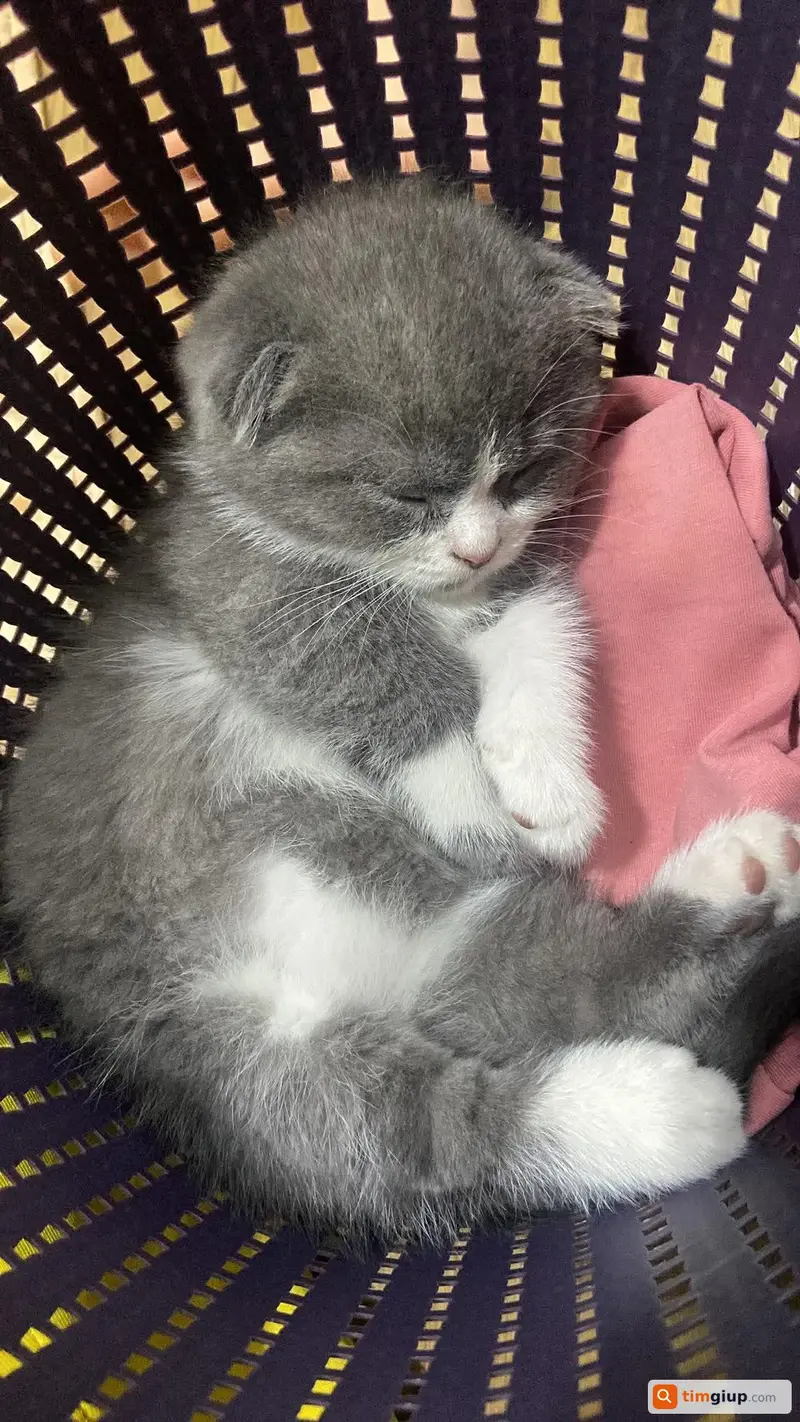 Tìm bé mèo Anh tên Tũn thất lạc tại Nghĩa Tân, Hà Nội