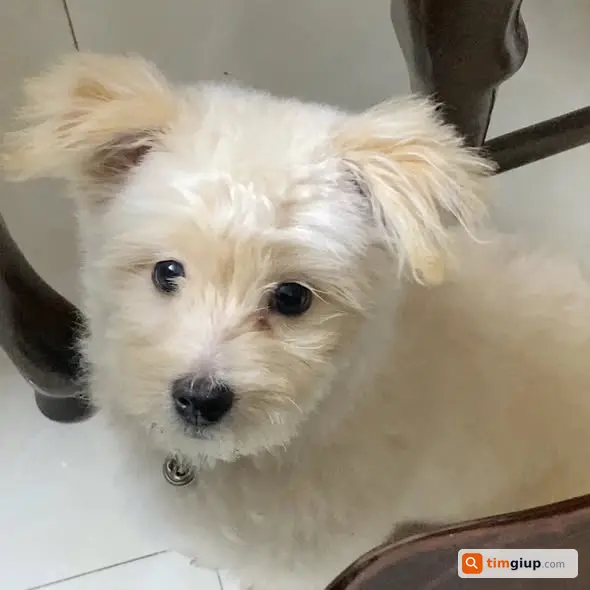 Tìm chó Gạo lông vàng kem lạc tại Hoàng Mai, Hà Nội