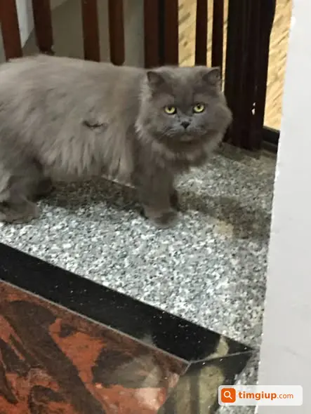 Tìm Mèo Thất Lạc Tại Phố Yên Lãng, Đống Đa, Hà Nội
