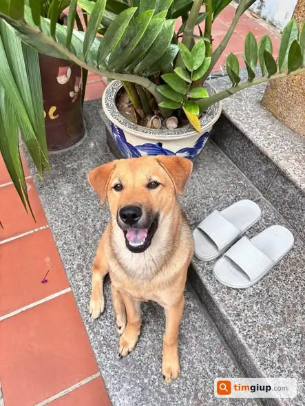 Tìm Chó Vàng Nâu Tên Kiki Thất Lạc Tại Đông Anh, Hà Nội