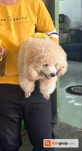 Tìm chó lạc tên Bánh Bao tại khu vực Dĩ An, Bình Dương