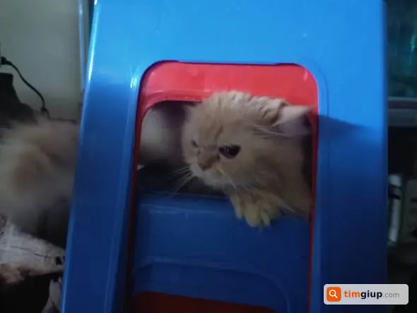 Tìm mèo vàng lông dài lạc tại Tân Bình, TP.HCM