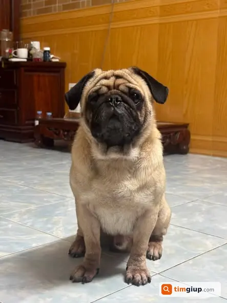 Tìm Chó Pug Đực Thất Lạc Khu Vực Trương Định, Hà Nội
