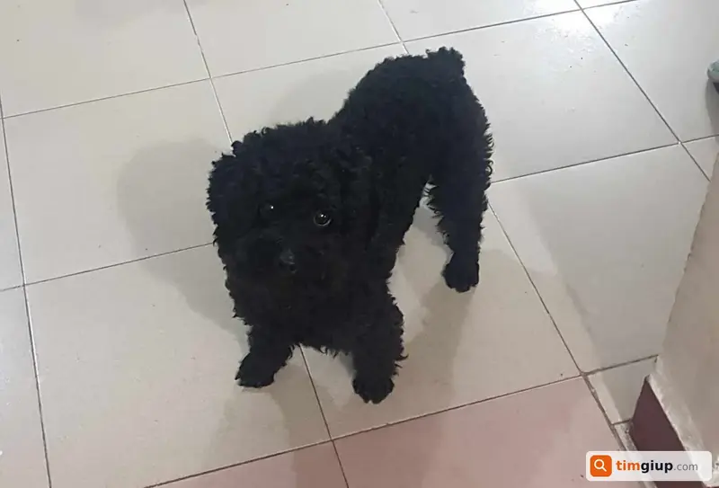 Tìm chó Poodle tên Beo bị lạc tại Quận 5, TP.HCM