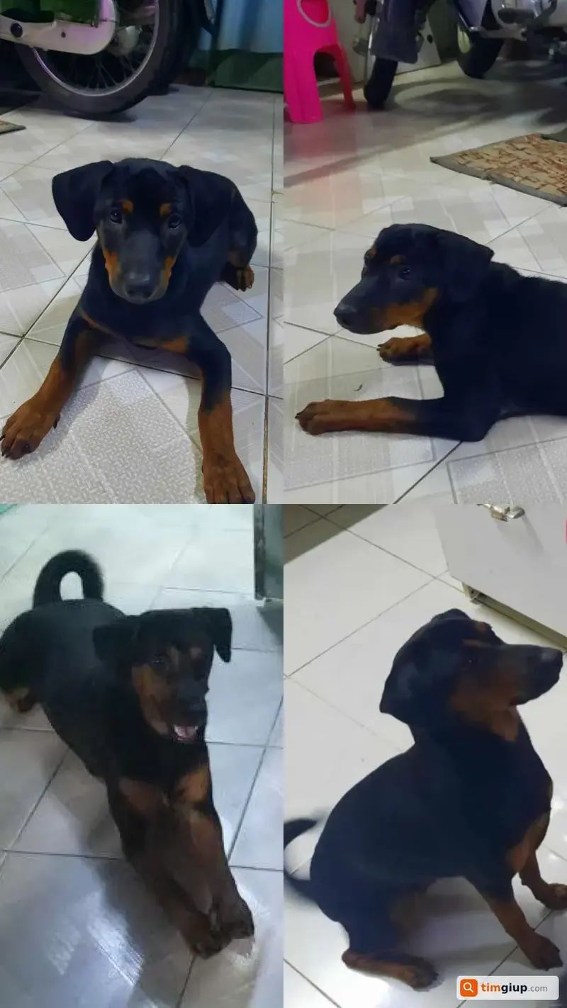 Tìm chó lạc tên Lucky tại Cảng Cát Lái, TP. Hồ Chí Minh