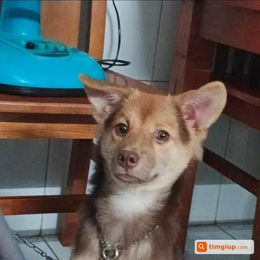 Chó Sun Bị Mất Trộm Tại Hoàng Hữu Nam, Thủ Đức