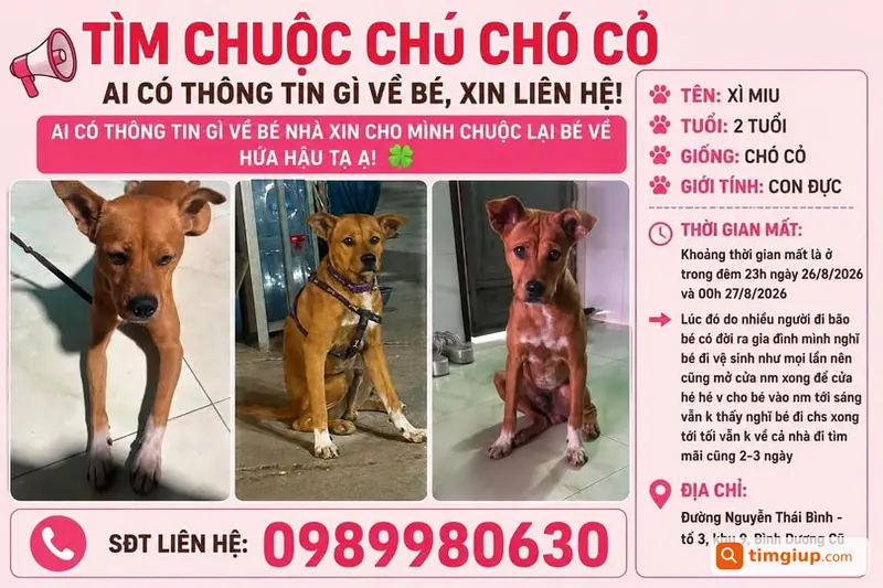 Chó Cỏ Xì Miu 2 Tuổi Lạc Tại Nguyễn Thái Bình, Bình Dương