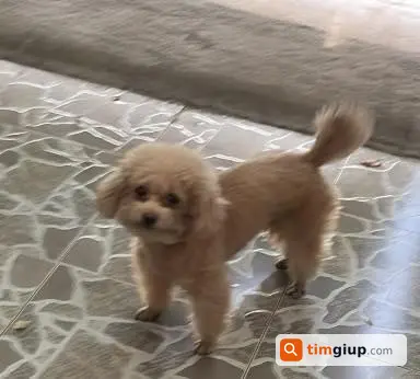 Tìm chó Poodle vàng mơ tên Bi lạc tại Lê Thị Riêng Q12