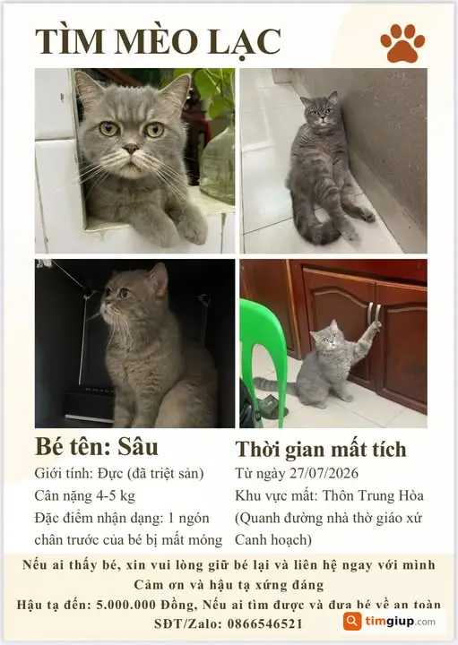 Tìm Mèo Thất Lạc Tại Xã Thanh Oai Và Xã Dân Hòa