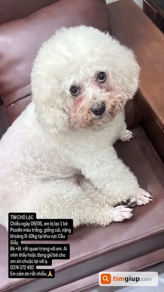 Tìm chó Poodle trắng lạc tại Cầu Giấy, Hà Nội