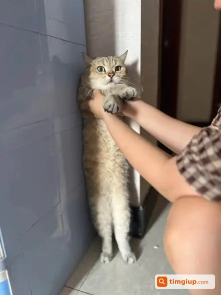 Tìm Mèo Thất Lạc Tại Khu Dân Cư An Phú Tây, Bình Chánh